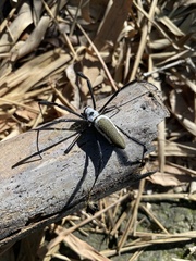 Trichonephila clavipes
