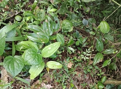 Smilax bracteata