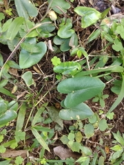 Mickelopteris cordata