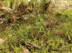 Gleichenia polypodioides