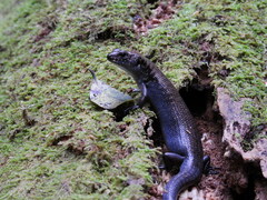 Silvascincus murrayi