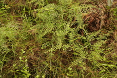 Gleichenia polypodioides