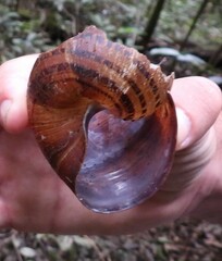 Hedleyella falconeri