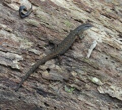 Saproscincus spectabilis