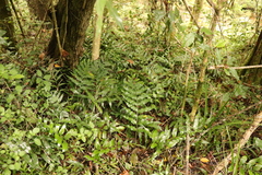 Asplenium gemmiferum