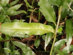 Asplenium gemmiferum