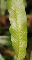Asplenium gemmiferum