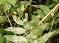 Asplenium gemmiferum