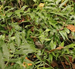 Asplenium gemmiferum