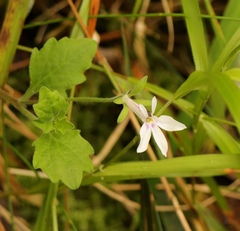 Lobelia pubescens