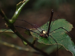 Neopantopsalis pentheter