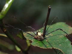 Neopantopsalis pentheter