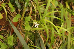 Lobelia pubescens