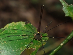 Neopantopsalis pentheter