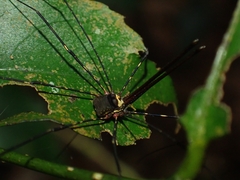 Neopantopsalis pentheter