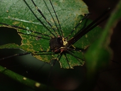 Neopantopsalis pentheter