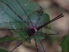 Neopantopsalis pentheter