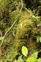 Phlegmariurus gnidioides