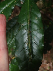 Candovia strumosa