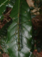 Candovia strumosa
