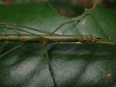Candovia strumosa