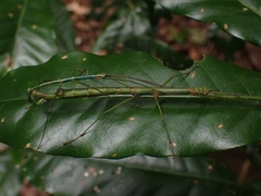 Candovia strumosa