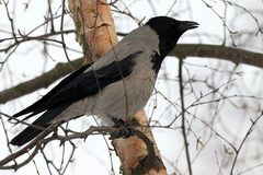 Corvus cornix