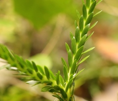 Phlegmariurus gnidioides