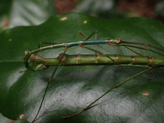 Candovia strumosa