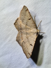 Dissomorphia australiaria