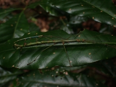 Candovia strumosa