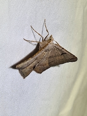 Dissomorphia australiaria