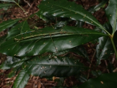 Candovia strumosa
