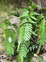 Pteris dispar