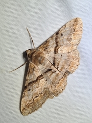 Gastrinodes bitaeniaria