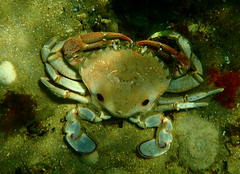 Ovalipes australiensis