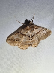 Gastrinodes bitaeniaria