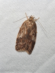 Oligoloba severa