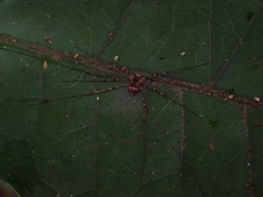 Megalopsalis coronata
