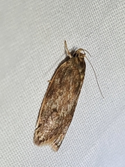Oligoloba severa
