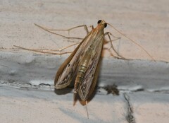Euclasta gigantalis