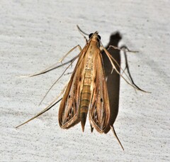 Euclasta gigantalis