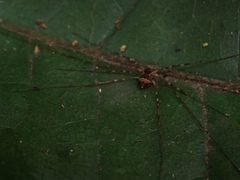 Megalopsalis coronata