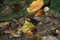 Eutropis multifasciata