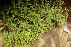 Commelina diffusa diffusa