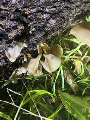 Omphalotus nidiformis