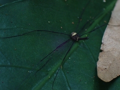Megalopsalis coronata