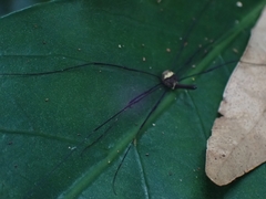 Megalopsalis coronata