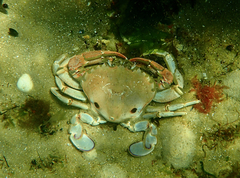 Ovalipes australiensis