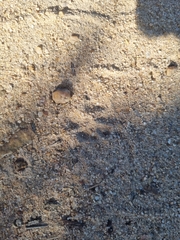 Ichneumia albicauda grandis